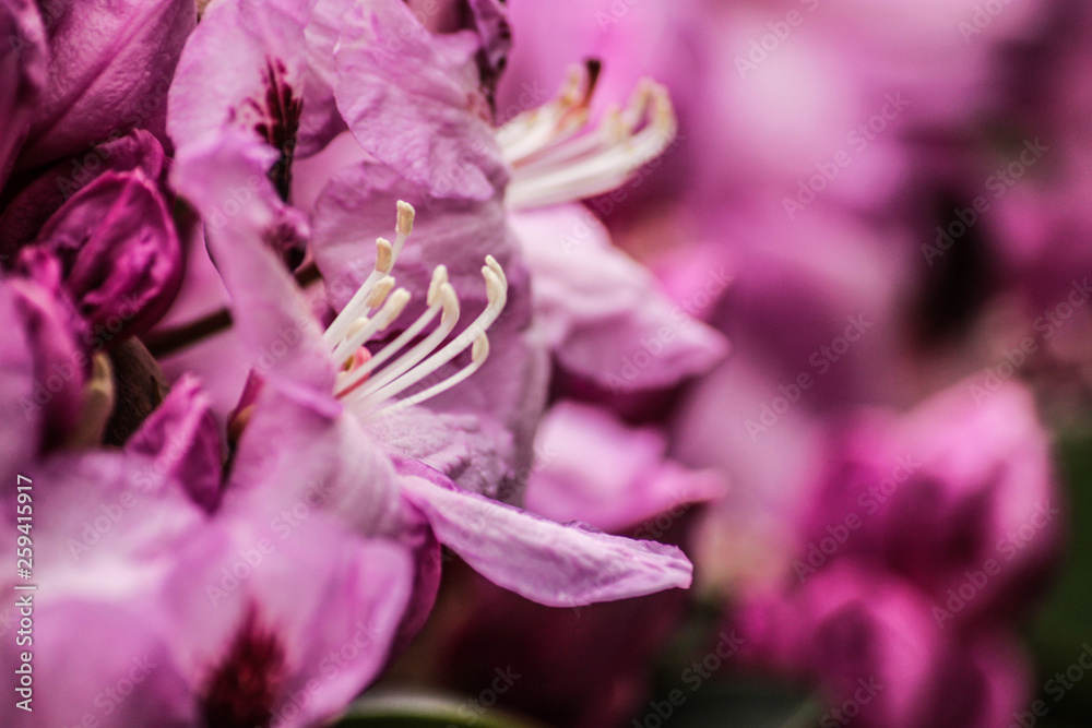 Naklejka premium Lila Frühlingsblüten