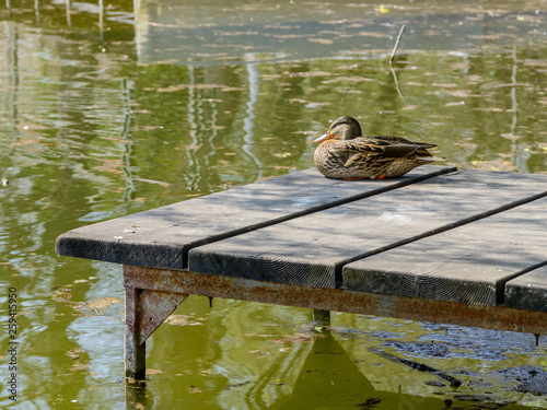 Ente auf Bootssteg