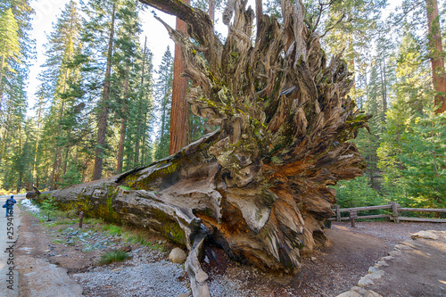 Roots of fallen Giant sequoia tree in Yosemite National Park, California, Usa