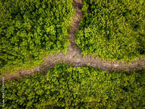 green moss on the tree