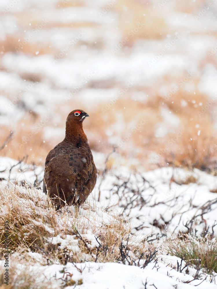 Red grouse, Lagopus lagopus scoticus Red grouse, Lagopus lagopus scoticus