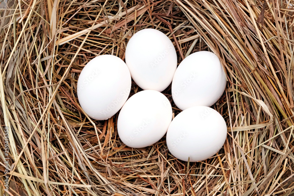 Five white chicken eggs in a haystack. Nest of straw. Agriculture. Farming concept. Easter.