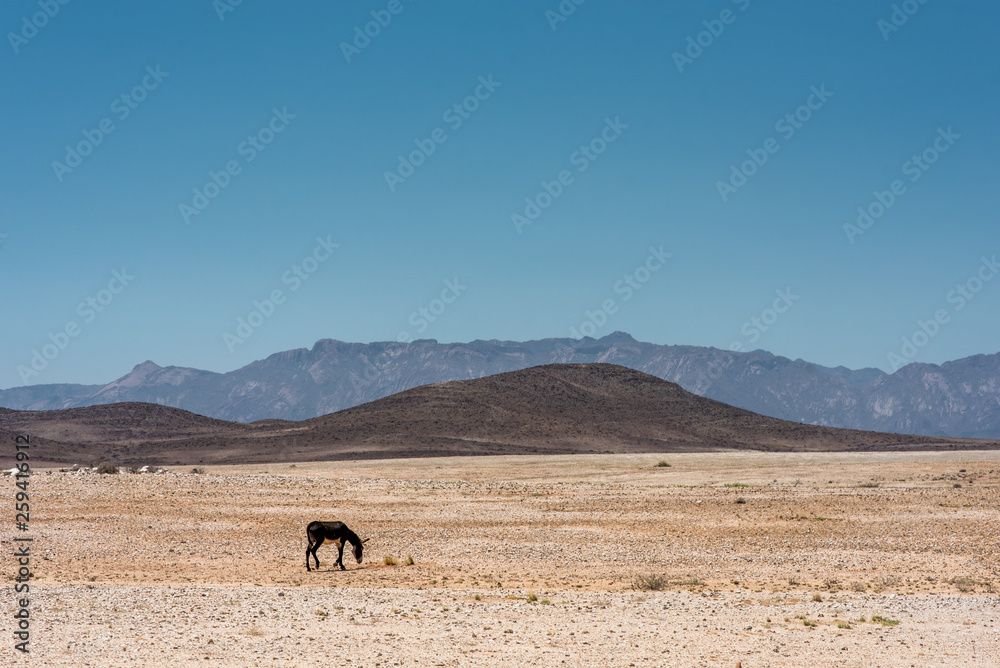 A lonely donkey grazing in the vast and desolate landscape of Namibia