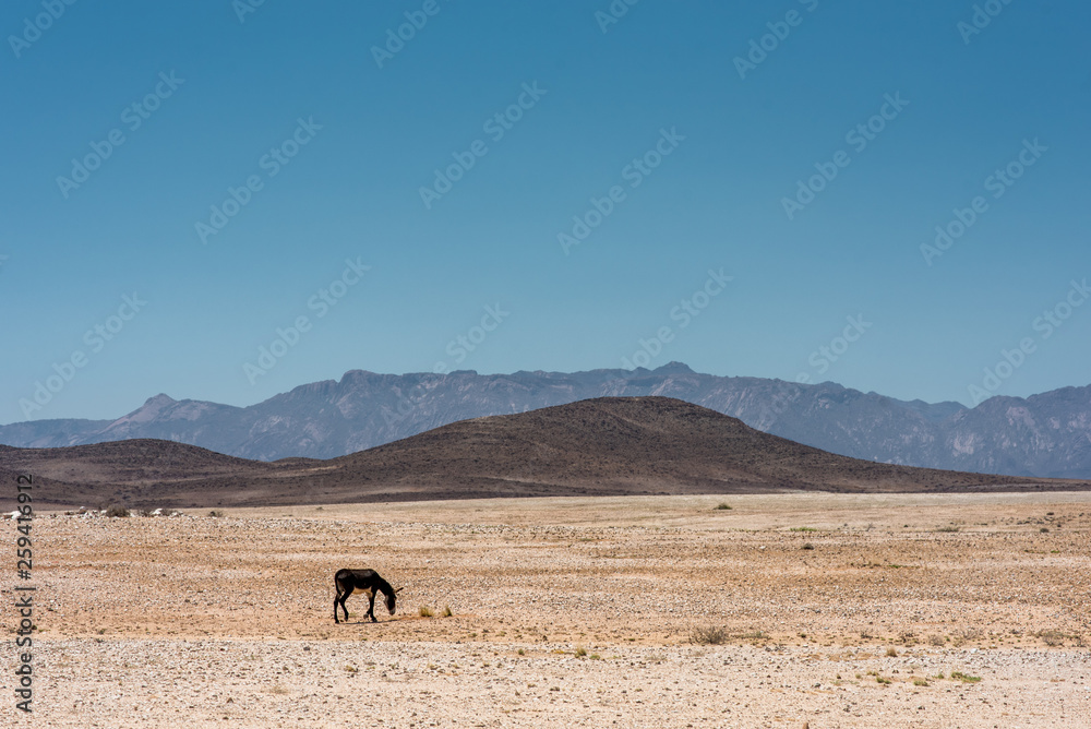 A lonely donkey grazing in the vast and desolate landscape of Namibia A lonely donkey grazing in the vast and desolate landscape of Namibia