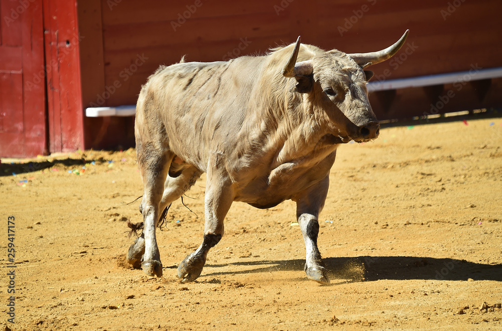 toro bravo en plaza de toros de españa toro bravo en plaza de toros de españa