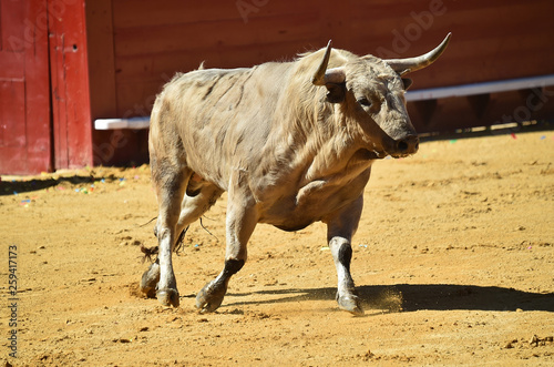 toro bravo en plaza de toros de españa