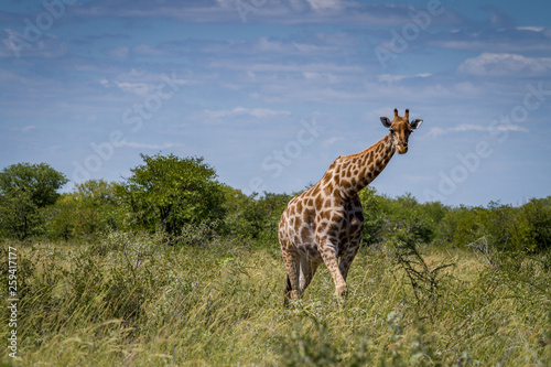Girafe dans le parc national d'Etosha en Namibie
