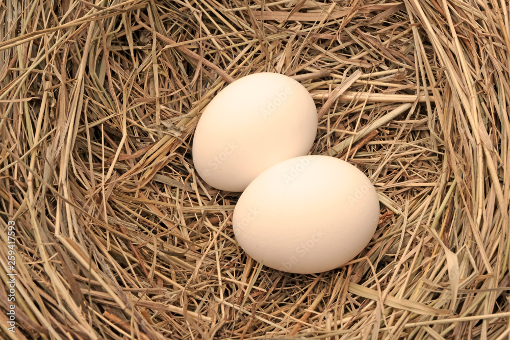 Chicken eggs on a background of hay, straw. Two eggs in the nest. Farming concept. Agriculture. Dietary product. Easter concept.