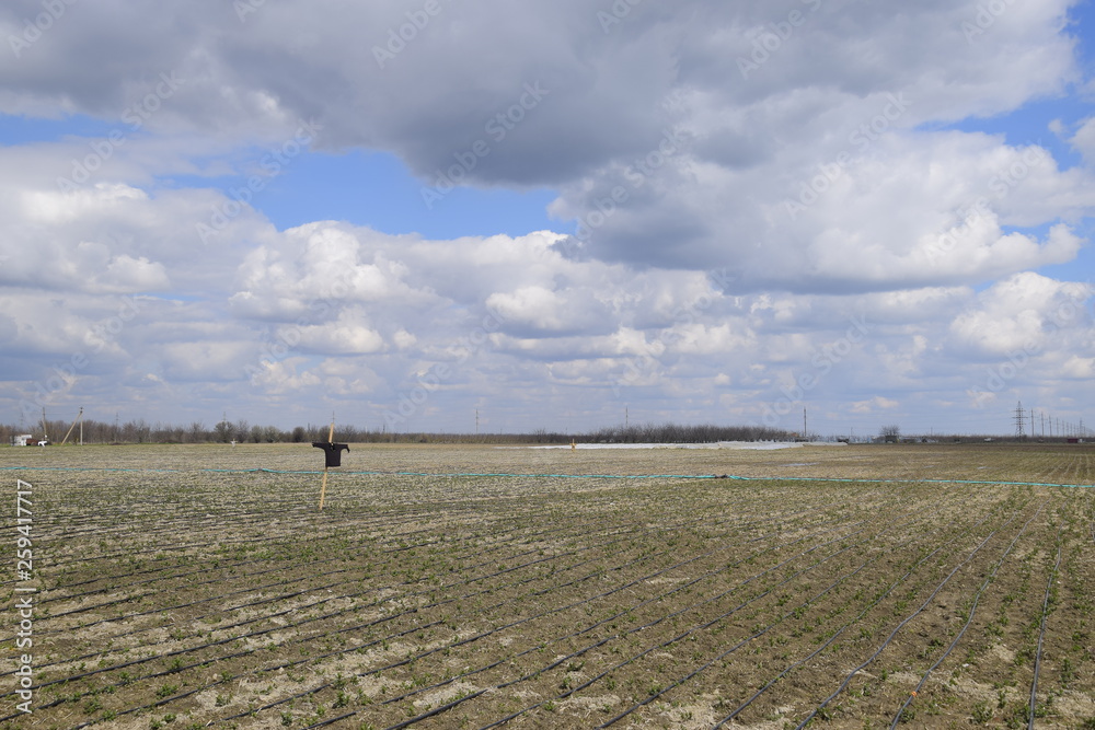 Obraz premium Garden scarecrow on field, scaring crows from crops.