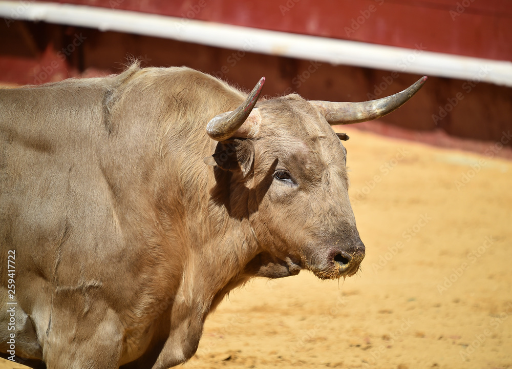 toro con grandes cuernos en españa toro con grandes cuernos en españa
