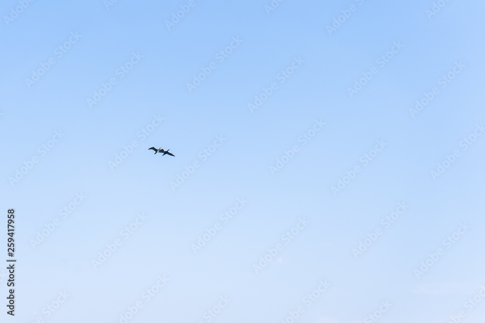 A pair of birds flying next to each other in the blue sky in summer