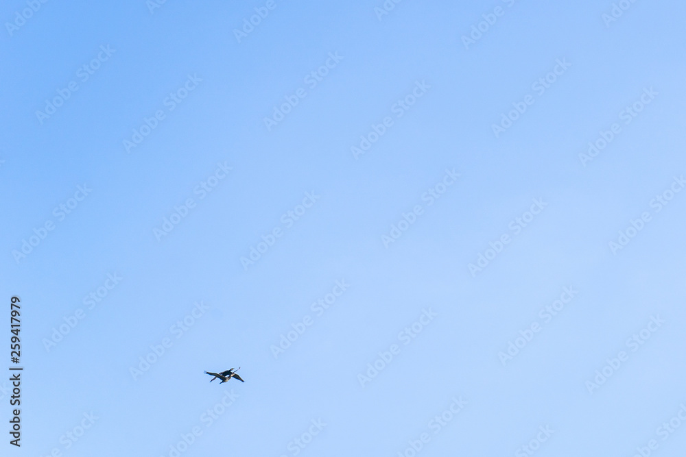 A pair of birds flying together in the blue sky in summer