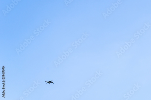 A pair of birds flying together in the blue sky in summer