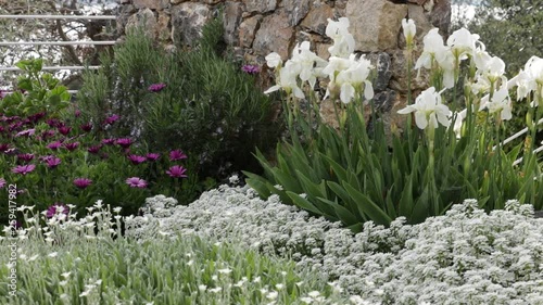 Mediterranean garden. Flowers of Iberis, Iris, Cerastium tomentosum, African daisy (Dimorphoteca pluvialis) photo