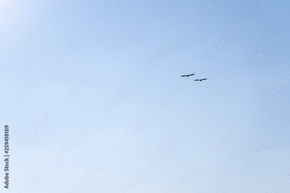 Birds flying to the sun in the cloudless blue sky Birds flying to the sun in the cloudless blue sky
