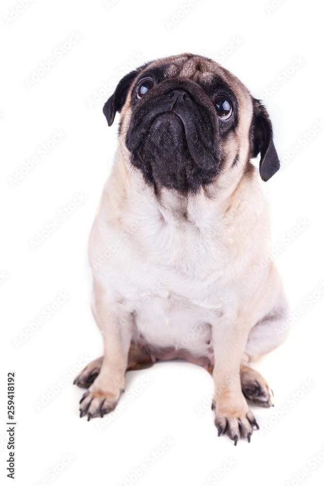 Sad dog pug sits and looking up. Isolated