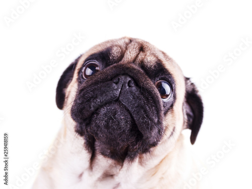 Portrait of a pug dog with big sad eyes. Isolated