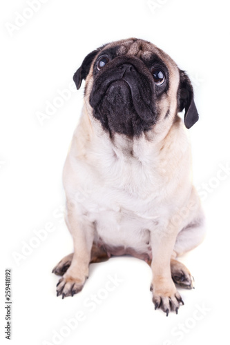 Sad dog pug sits and looking up. Isolated