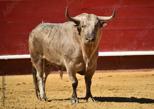 spanish bull in bullring © alberto