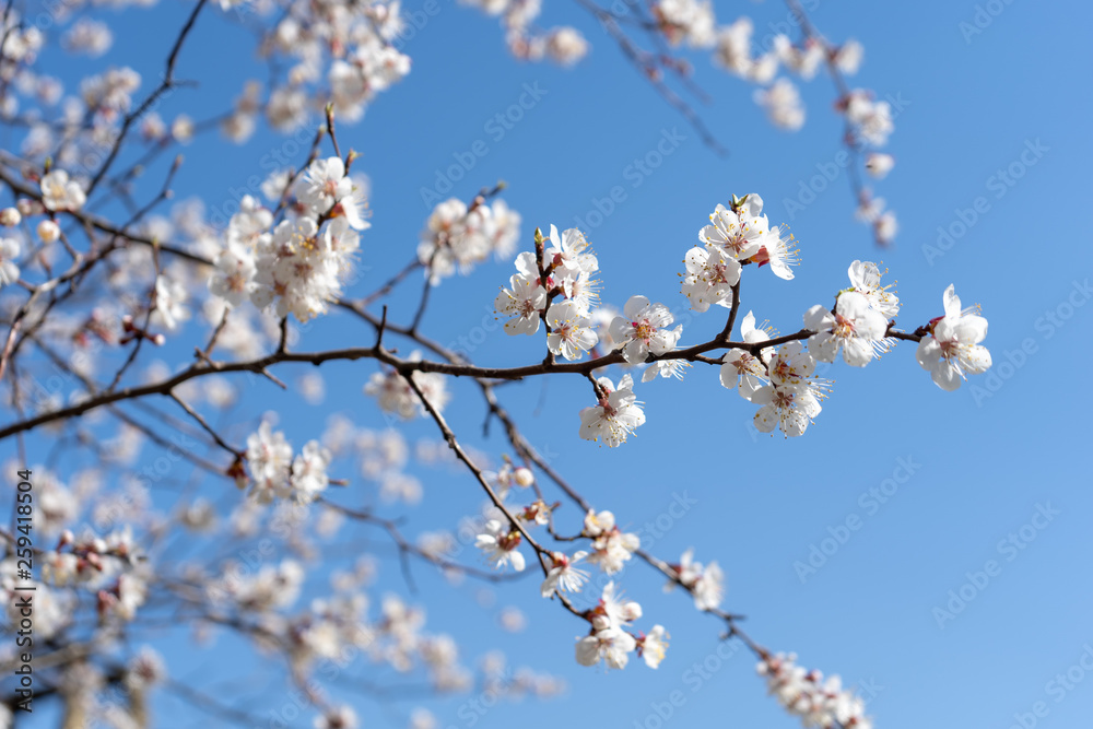 Close-up of blooming spring cherry blossoms against the cloudless blue sky. Branches from left to right Close-up of blooming spring cherry blossoms against the cloudless blue sky. Branches from left to right