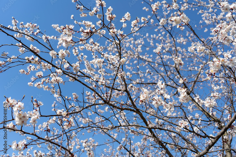 Blooming spring cherry blossoms against the cloudless blue sky. Branches from right to left