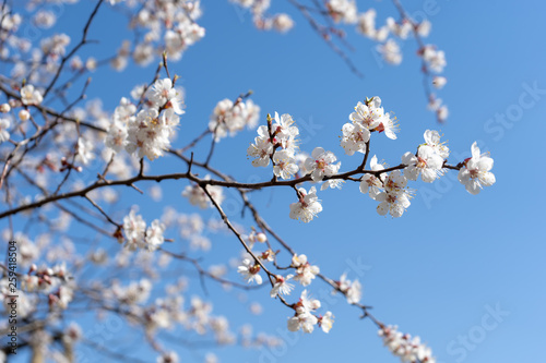 Close-up of blooming spring cherry blossoms against the cloudless blue sky. Branches from left to right