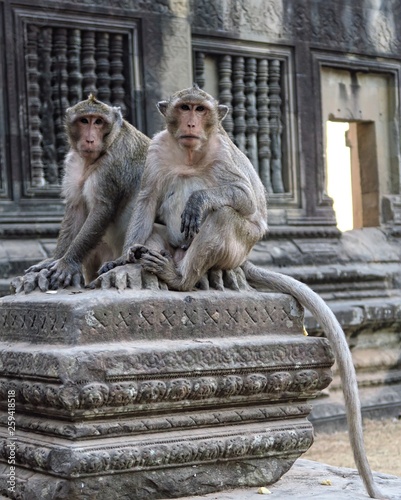 Deux singes assis temple d'Angkor  photo