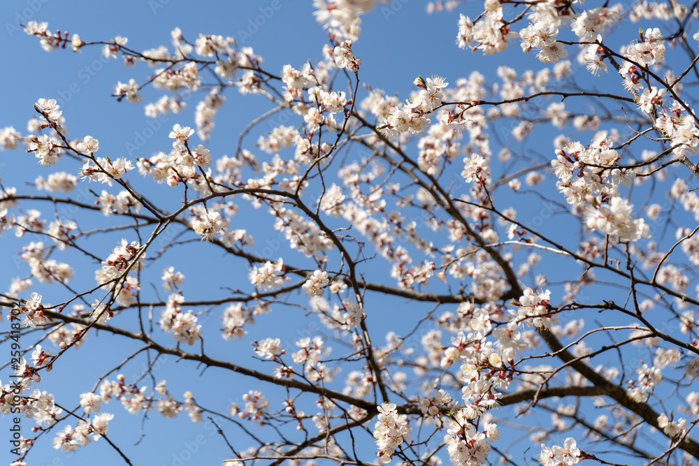 Blooming spring blooms in the trees against the backdrop of a cloudless blue sky. Blooming spring blooms in the trees against the backdrop of a cloudless blue sky.
