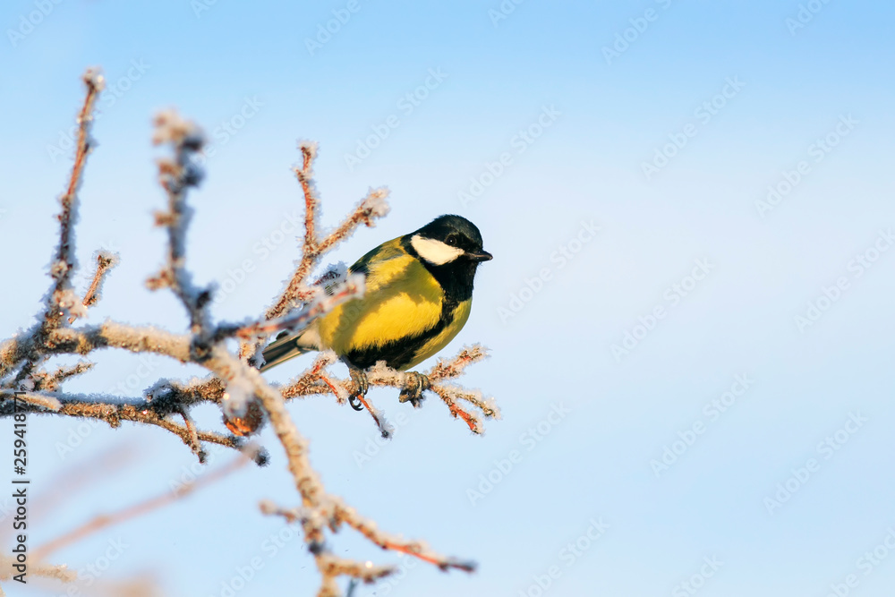 Fototapeta premium little tit bird sits on branches of a tree covered with fluffy white frost and snow in a winter frosty park against a blue clear sky