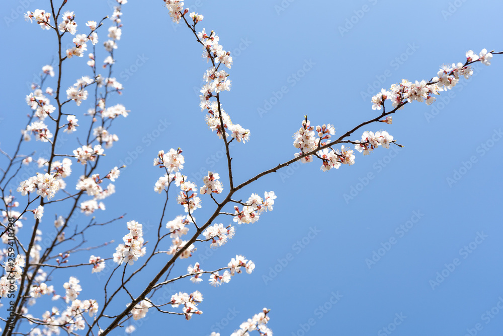Blooming spring flowers in the trees against the backdrop of a cloudless blue sky. Twig from left to right diagonally