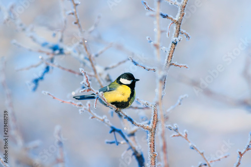 bright little tit bird sits on branches of a tree covered with fluffy white frost and snow in a winter frosty park