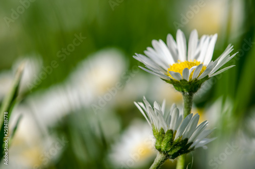 white  daisy flower monochrome photo