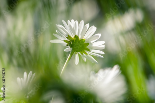 white  daisy flower monochrome photo