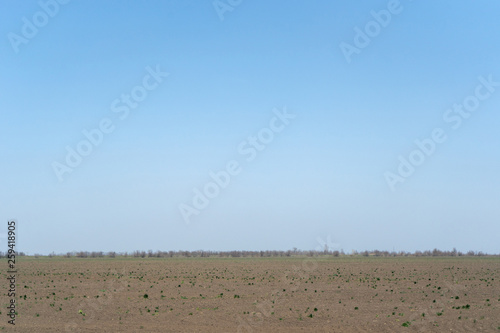 Ukrainian steppe spring field against a cloudless sky