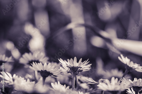 white  daisy flower monochrome photo