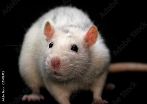 curious rat close up with black background