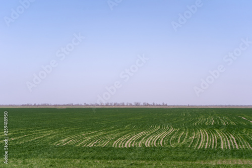 Ukrainian sown and sprouted spring green field against the cloudless sky