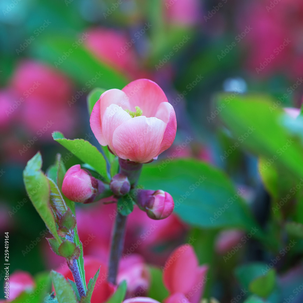 Awakening in nature spring flowering plants. Awakening in nature spring flowering plants.