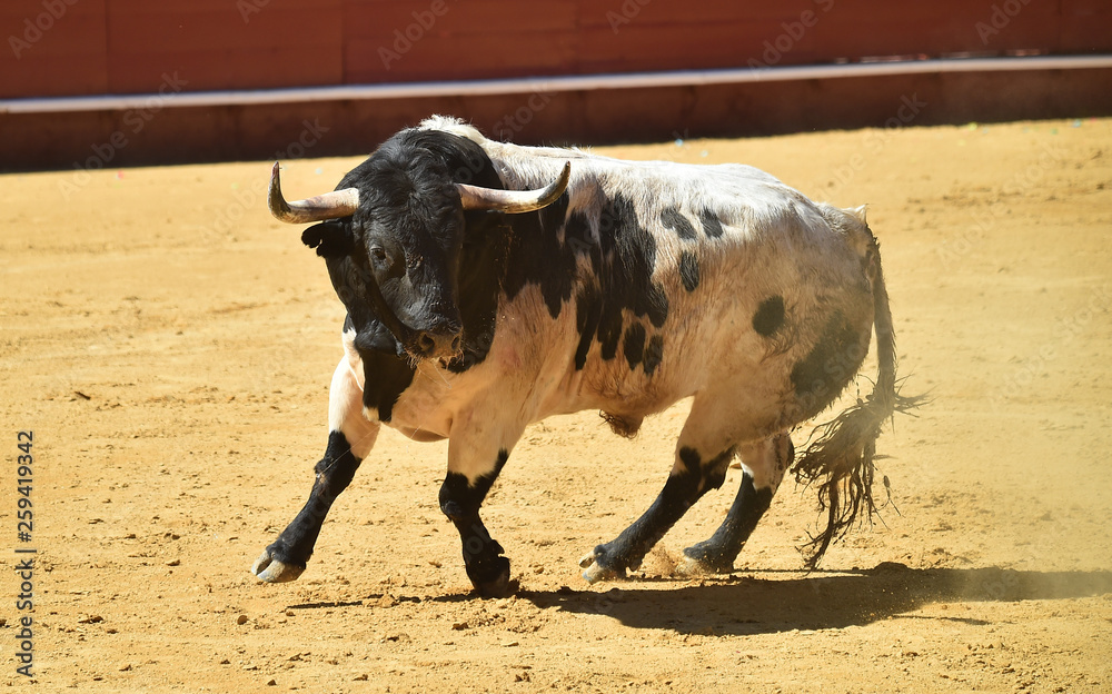 toro español en plaza de toros toro español en plaza de toros