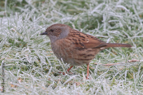 Dunnock © UniquePhotoArts