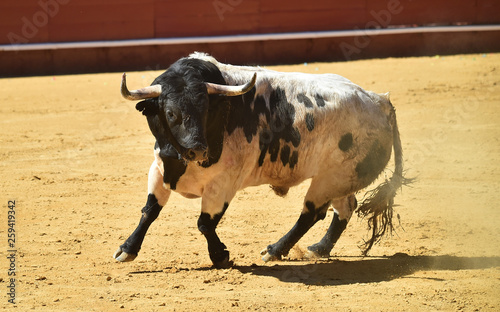toro español en plaza de toros © alberto