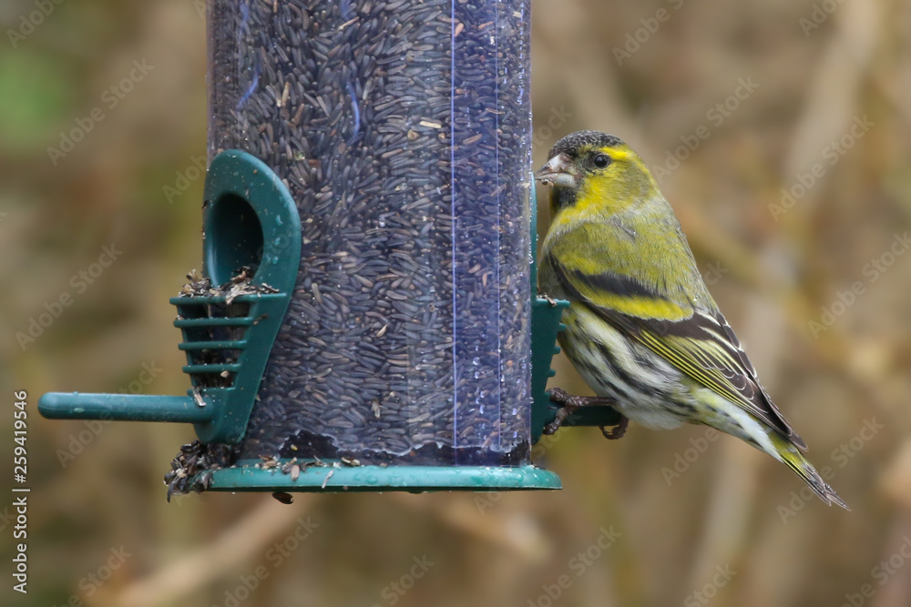 Naklejka premium Siskin