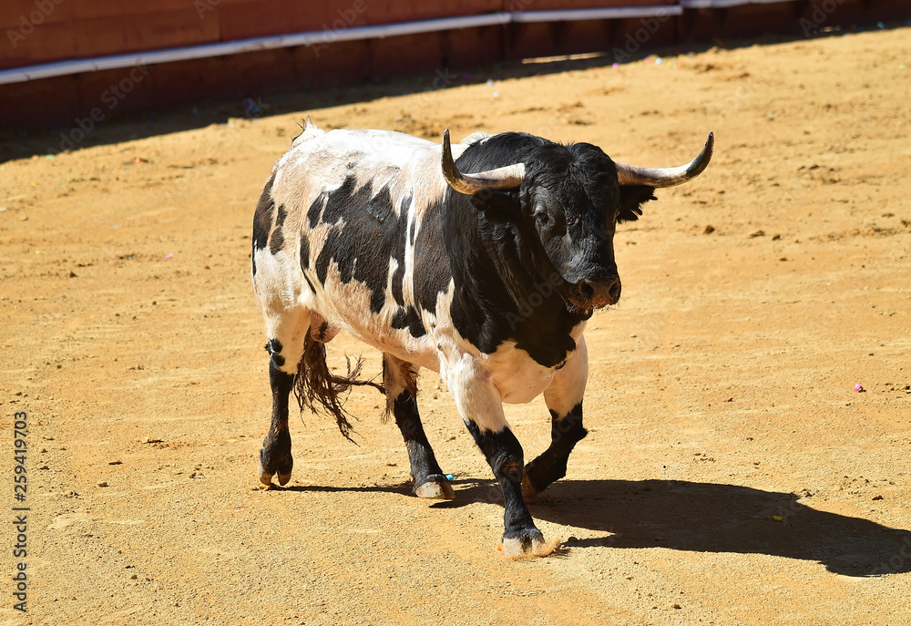 toro español en plaza de toros toro español en plaza de toros