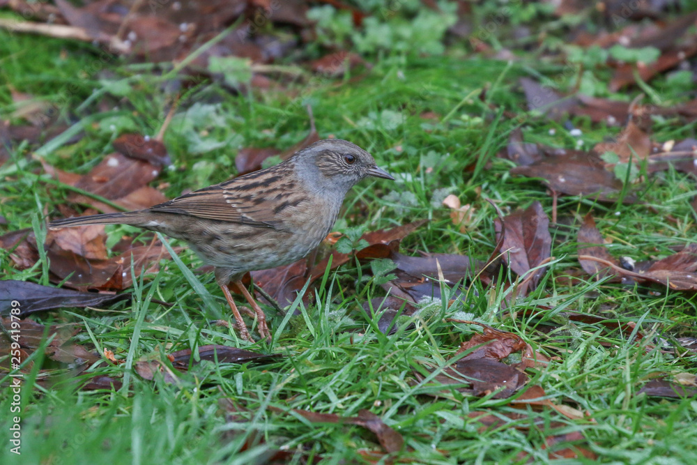 Dunnock Dunnock