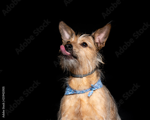  studio photo of a dog on a black background