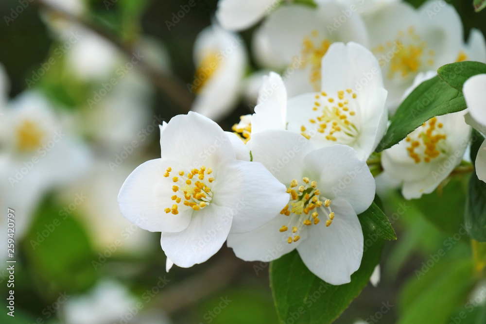 White jasmine flowers closeup