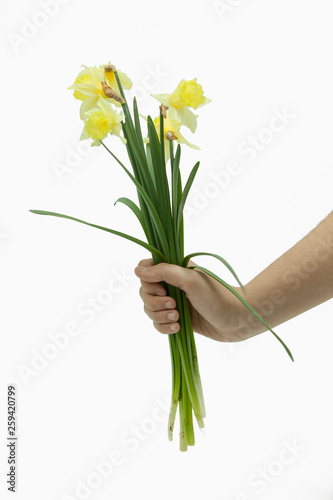 hand holding a bouquet of yellow daffodils in white background