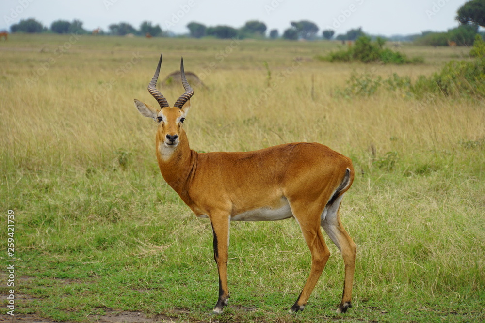 Naklejka premium Wild Impala