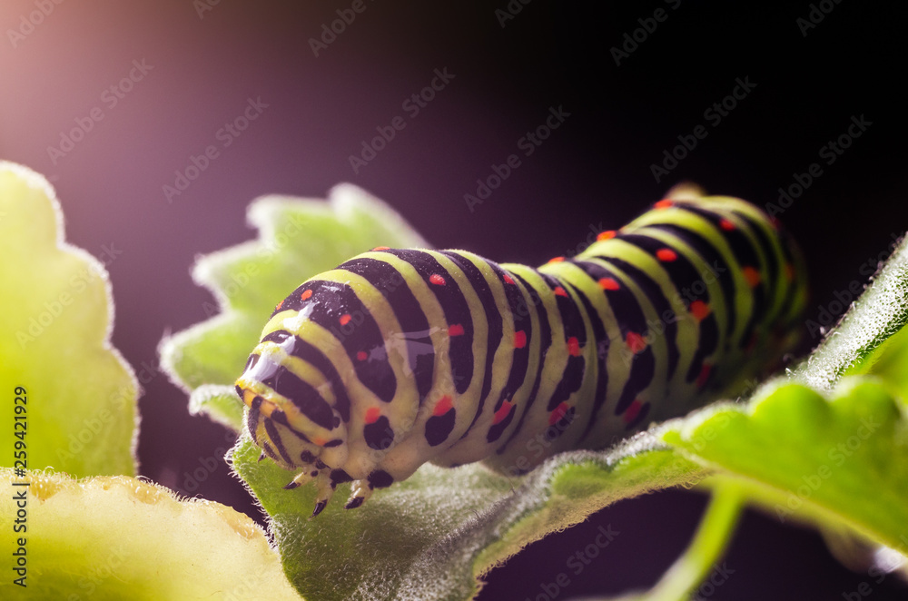 Caterpillar of the Machaon crawling on green leaves, close-up Caterpillar of the Machaon crawling on green leaves, close-up