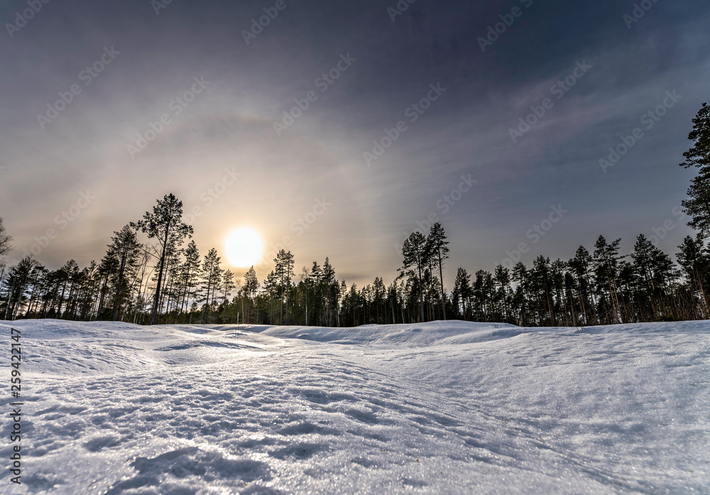 Winter Sun halo just above wild Scandinavian pine forest at early spring, crust of snow. Blue sky with old chemtrails